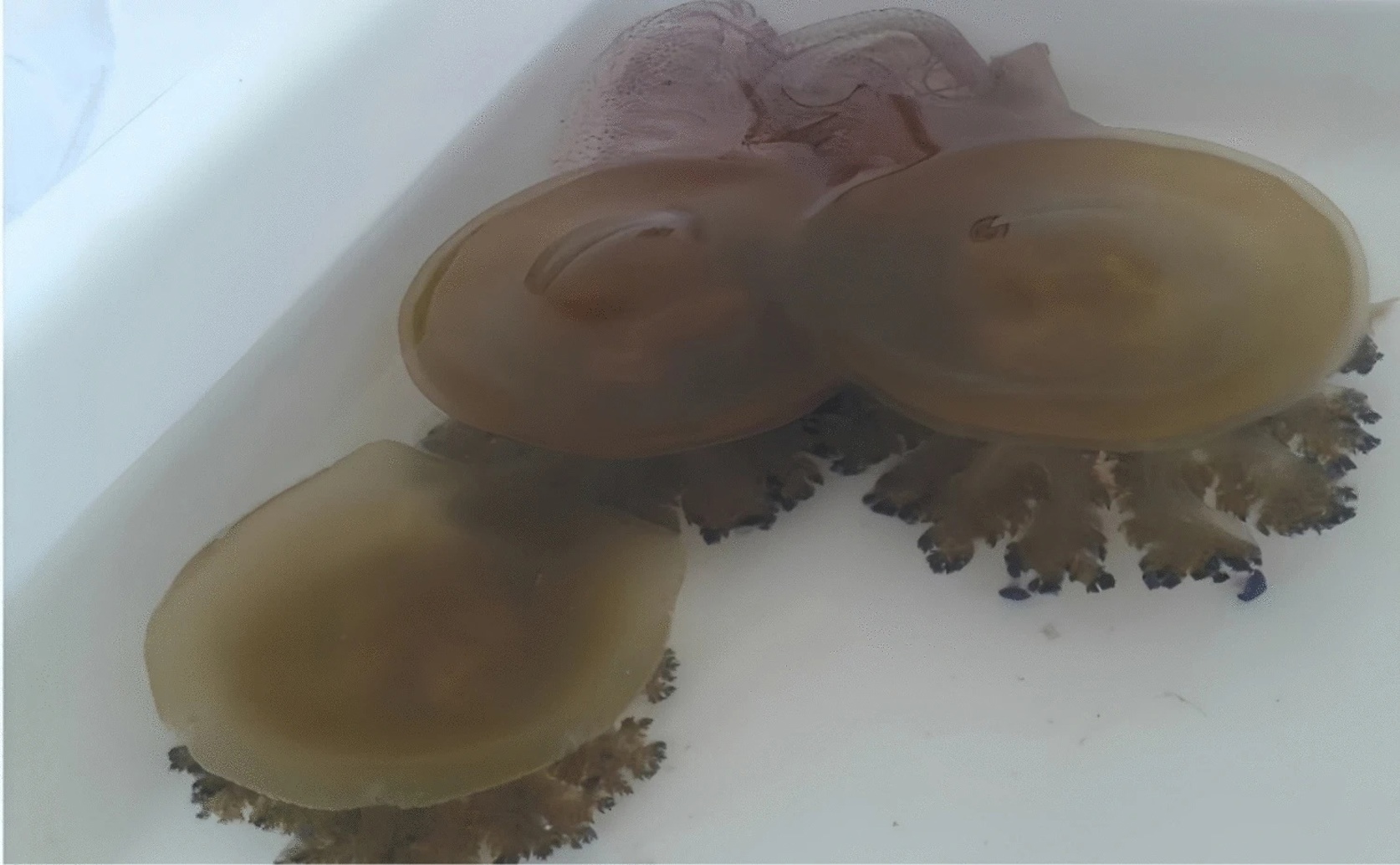 New Sightings of Two Jellyfish Species in the Northwest Mediterranean Coast
