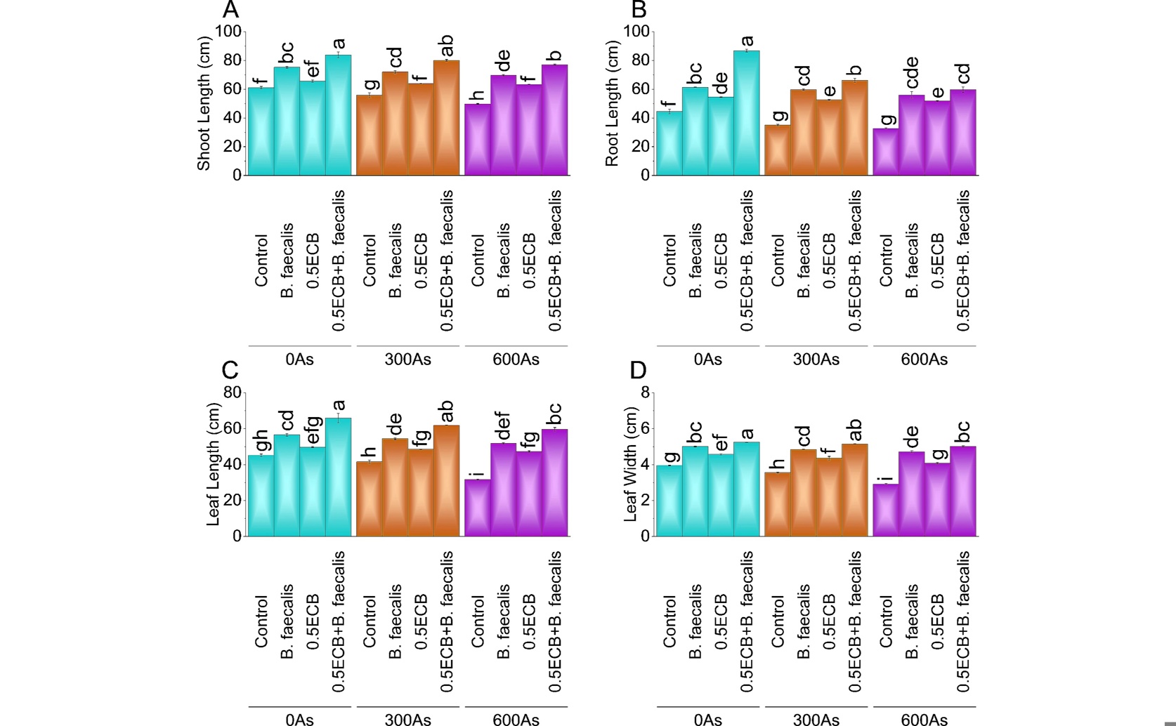 How Bacillus Faecalis and Biochar Help Reduce Arsenic Toxicity in Corn
