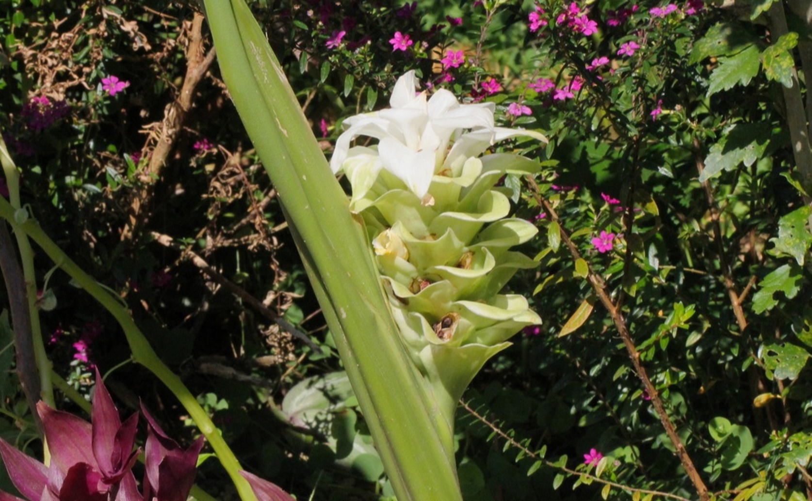 Turmeric Can Reduce Methane and Improve Nutrient Breakdown