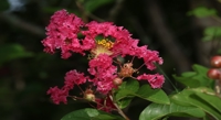 Unlocking the Secrets of Color in Crape Myrtle Flowers