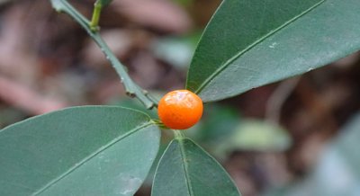Reducing Salmonella Infections with Kumquat Fruit Extract