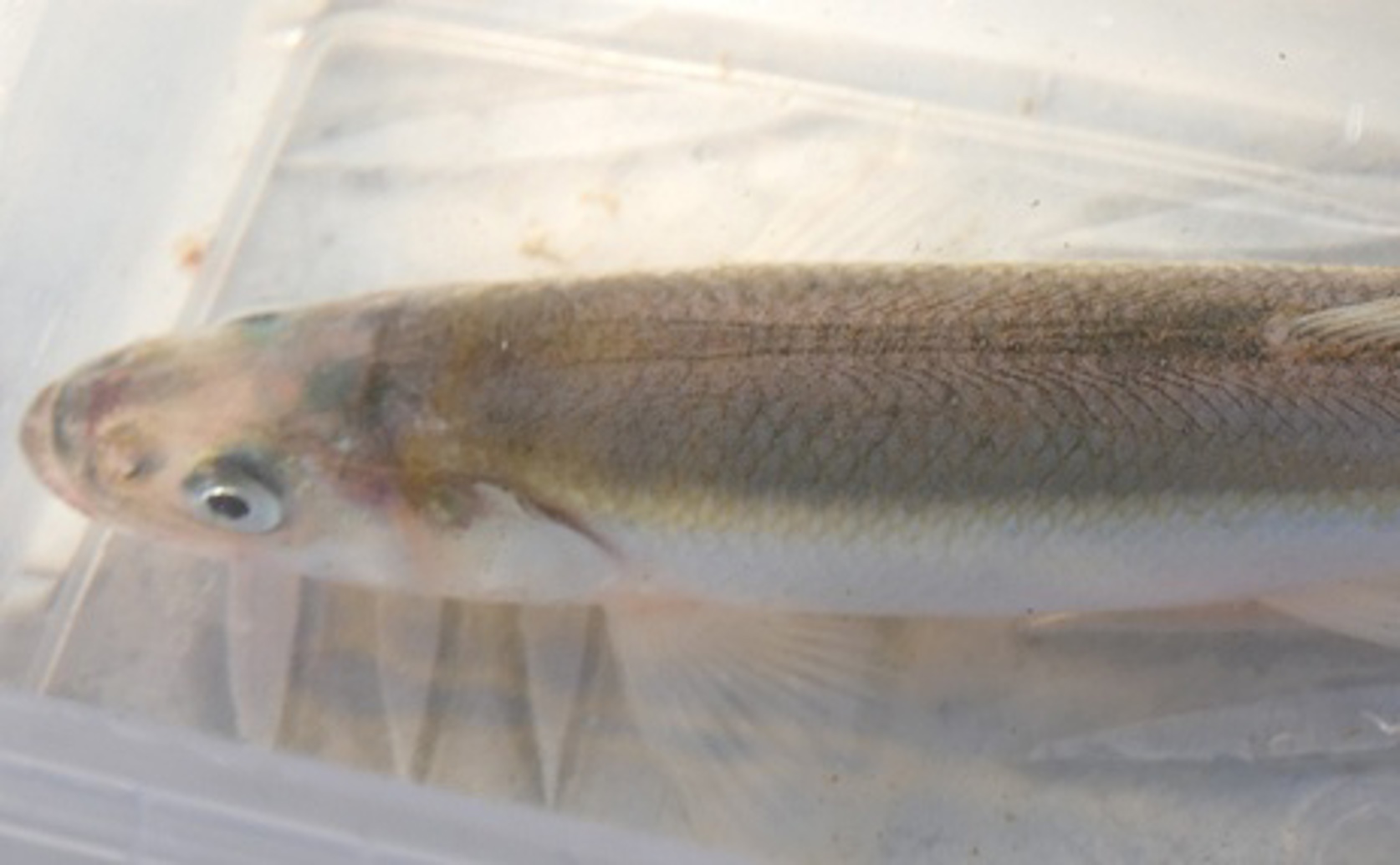 How Water Clarity Affects Feeding and Survival of Young European Smelt