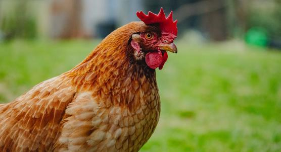 Study of Dangerous Newcastle Disease Virus Strains Found in Deceased Chickens