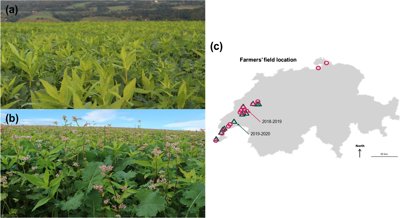 Factors Affecting Mixed Planting Success in Farmers' Fields