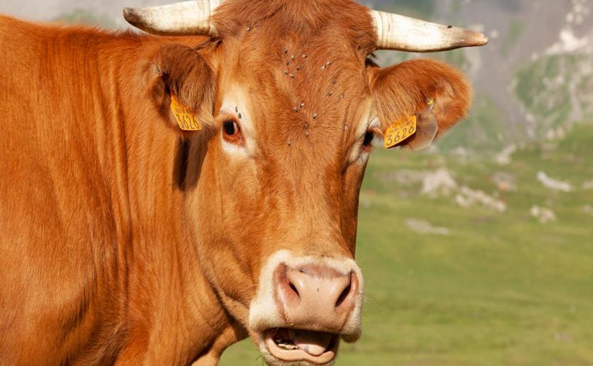Mineral Deficiency in Dairy Cows and Nutrient Content in Feed and Supplements