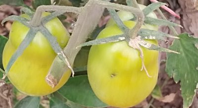 Discovering Tomato Proteins Involved in Plant Chemical Production