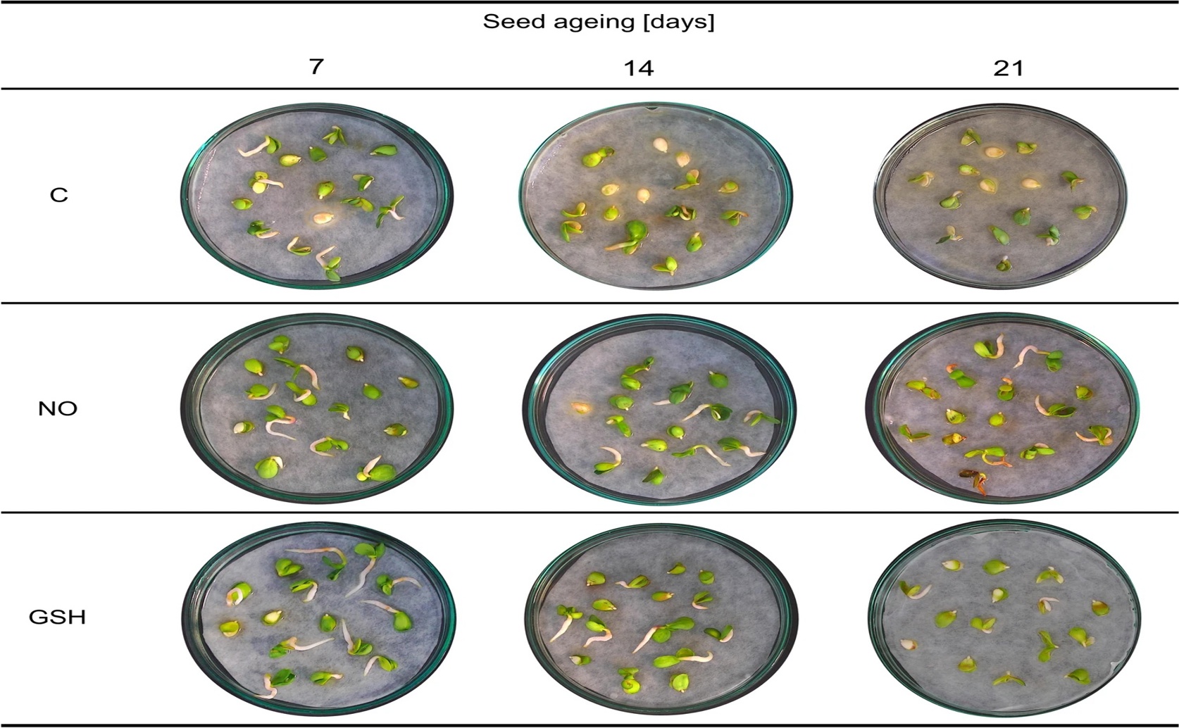 Nitrogen Compounds Boost Antioxidant Levels in Aging Apple Seed Embryos