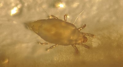 Organic Fertilizers Boost Helpful Mite Populations in Apple Orchards