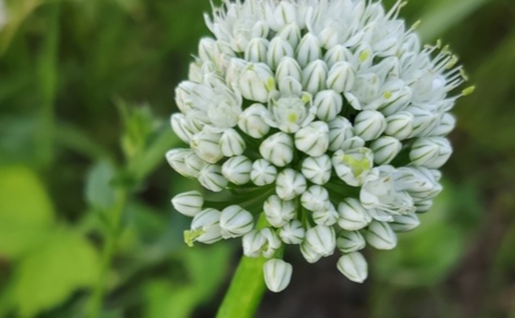 Potential of Linalool in Reducing Salt Stress on Onion Plants