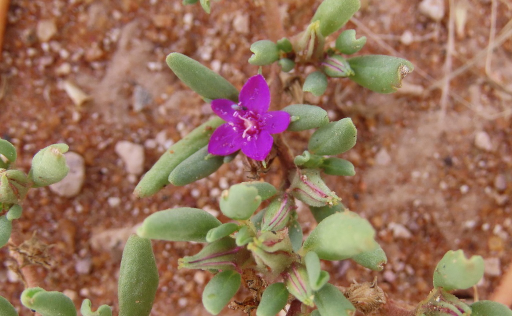 Unique Plant Shows Dual Metabolism in Seedlings and Leaves, Study Finds