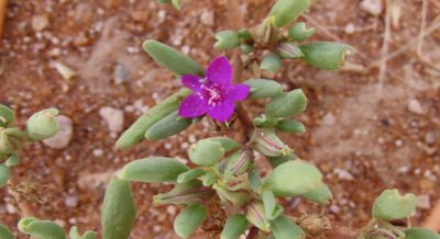 Unique Plant Shows Dual Metabolism in Seedlings and Leaves, Study Finds
