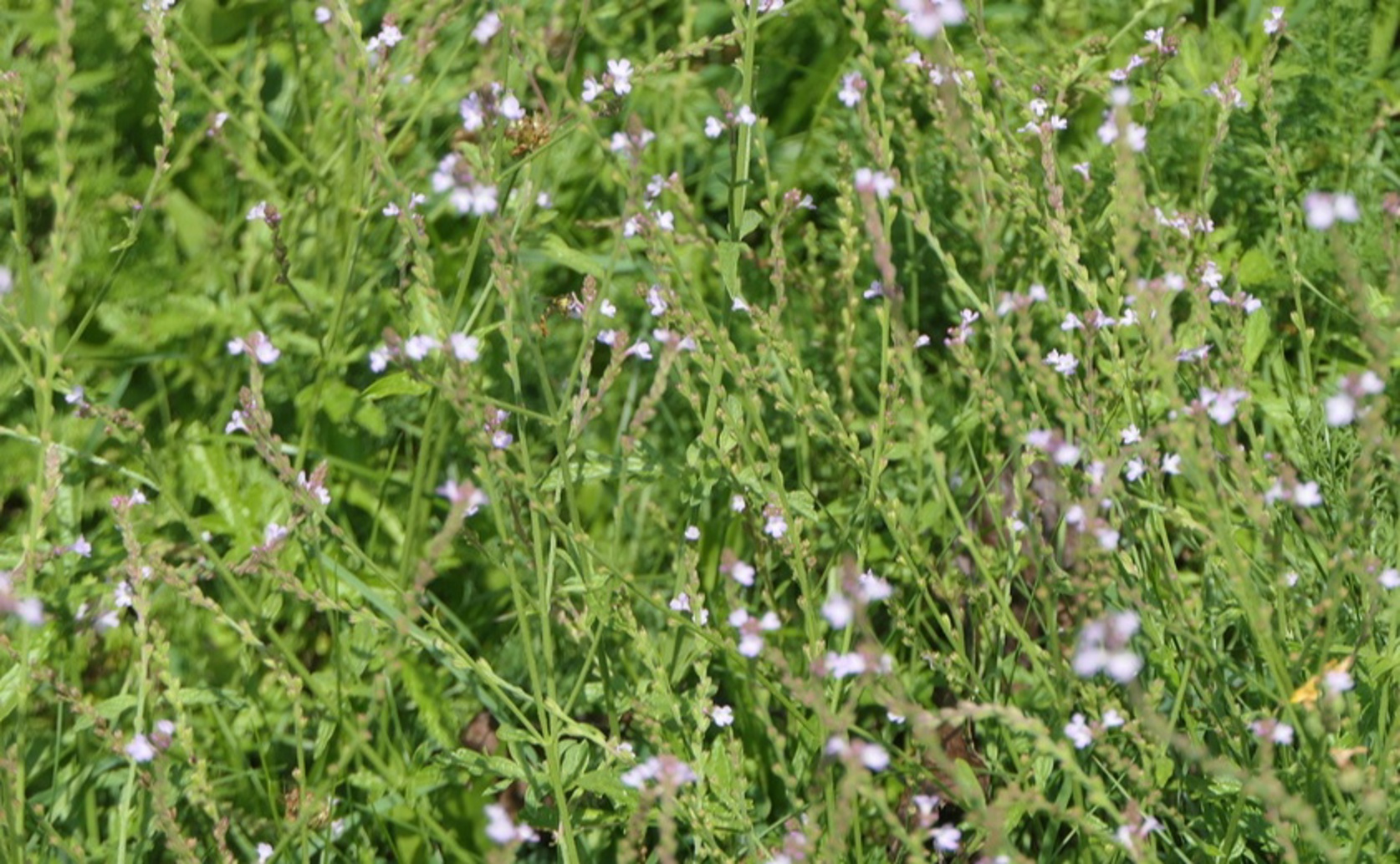 Herb Leaf Extract as a Rust Preventer for Carbon Steel in Acidic Conditions