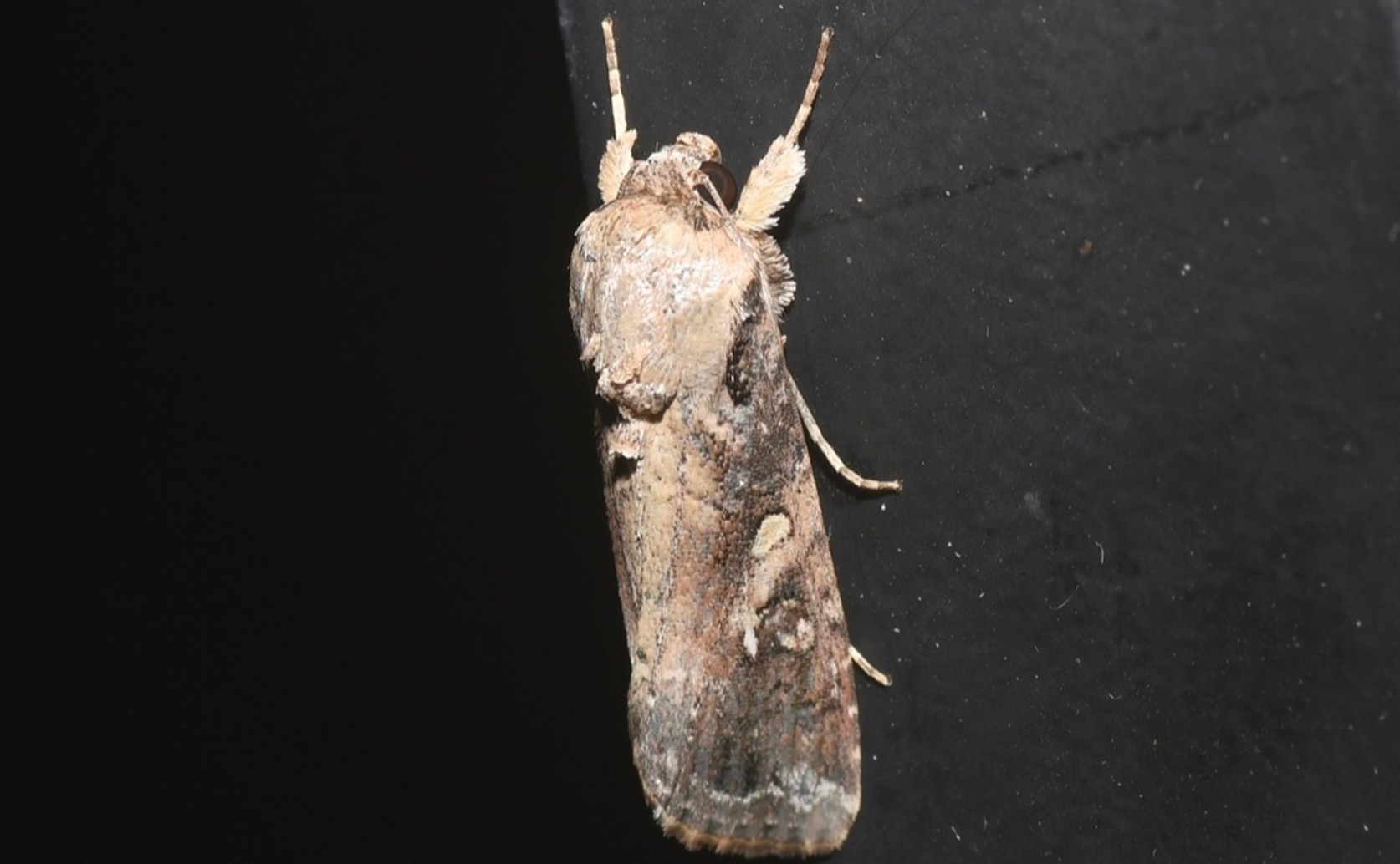 Study on New Biological Controls Against Armyworm