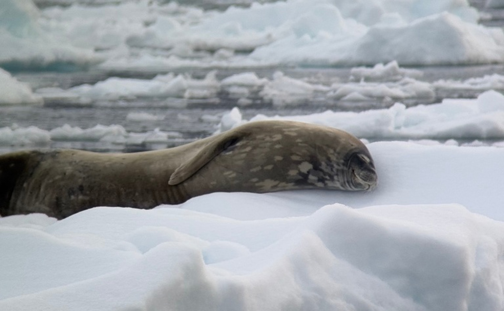 Factors Influencing Resting Behavior of Non-Breeding Seals in Antarctica