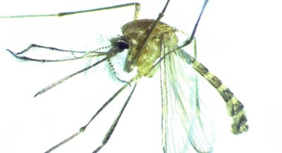 Lab-Made Alfalfa Scent Attracts Pregnant Mosquitoes in Experiments