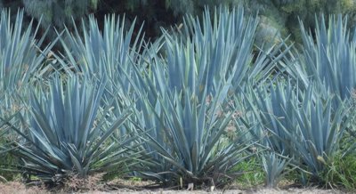 Benefits of Agave Supplement on Growth, Health, and Immunity in Chickens