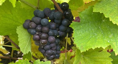Key Proteins Work Together to Help Grapes Set Fruit
