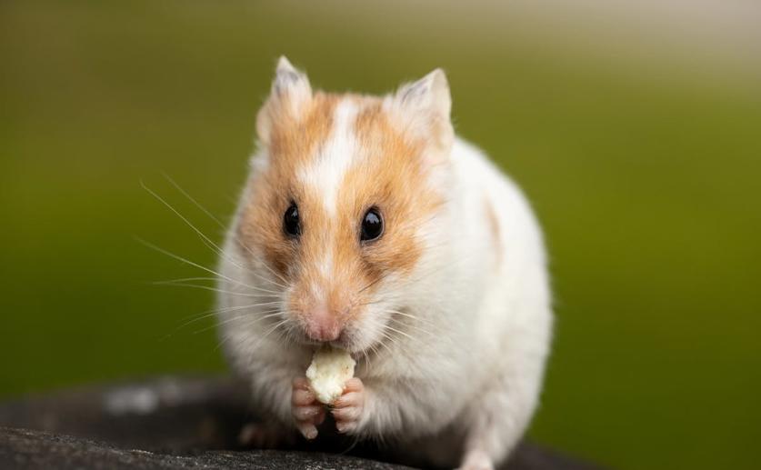 Comparing Hunting Choices in Hamsters Using Data Compression Techniques