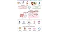 How the Mediterranean Diet Affects Gut Health to Prevent Weakness in the Elderly
