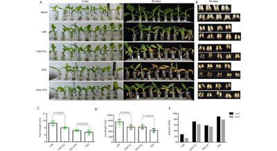 New Virus Found to Reduce Harmfulness in Banana Plant Fungus