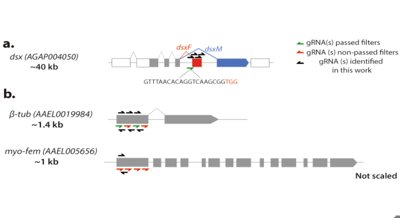 CRISPR Gene Editing Shows Diversity in Mosquito Populations