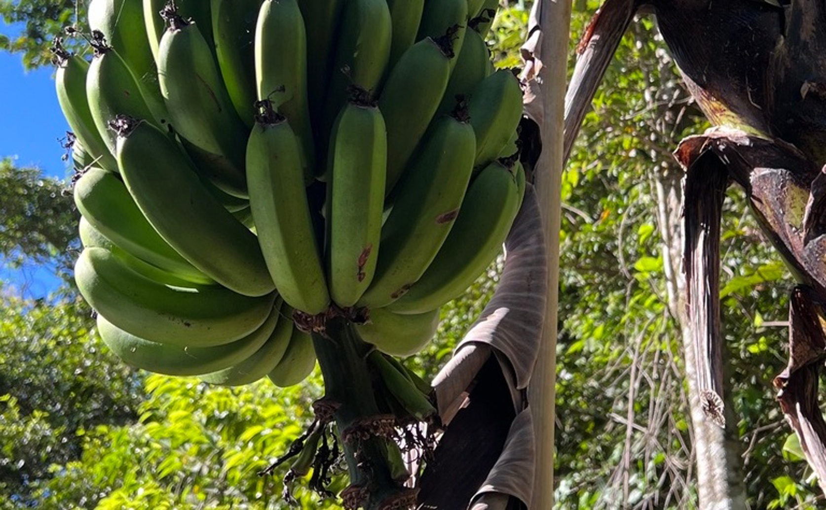 Reliable Genes for Measuring Disease Resistance in Different Banana Varieties