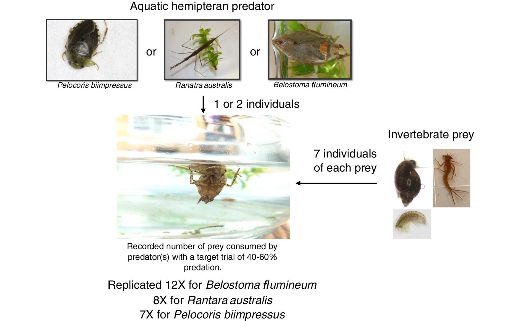 How Water Bugs Choose Their Food and Live Together