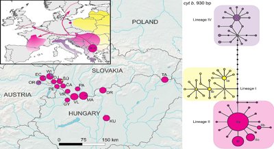Genetic Patterns of Pond Turtles at the Northern Edge of the Pannonian Basin