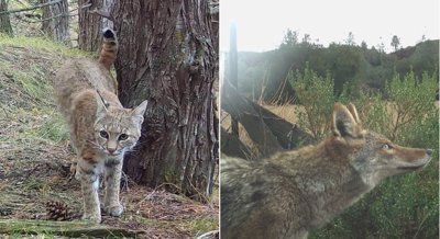 How Predators Adapt to Changes in Human-Altered Landscapes