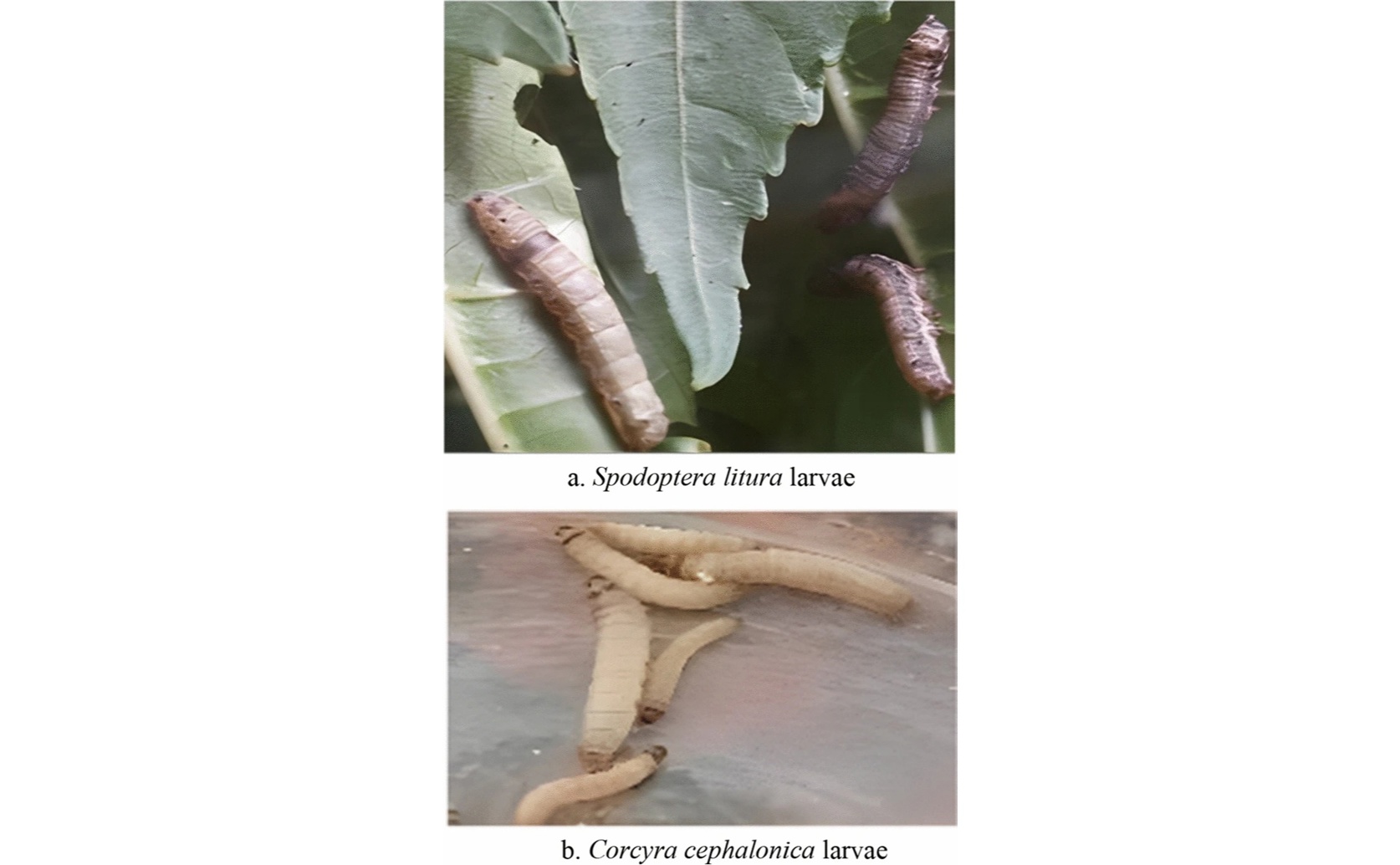 Biopesticide Impact on Crops Using Extracts from Marigold Plants