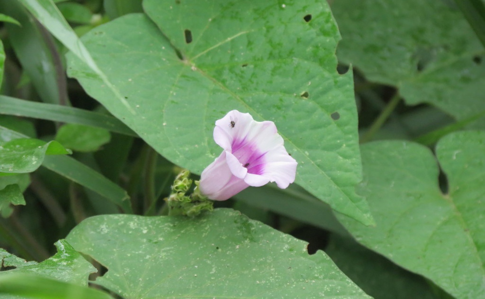 How Chicken Manure and Biochar Affect Nutrients in Sweet Potato Leaves and Roots