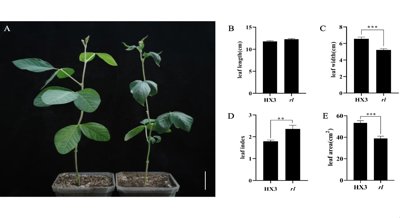 Understanding Leaf Shape and Gene Activity in Unique Soybean Varieties