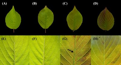 How Korean Flowering Cherry React to Increased Ozone: Health and Emissions