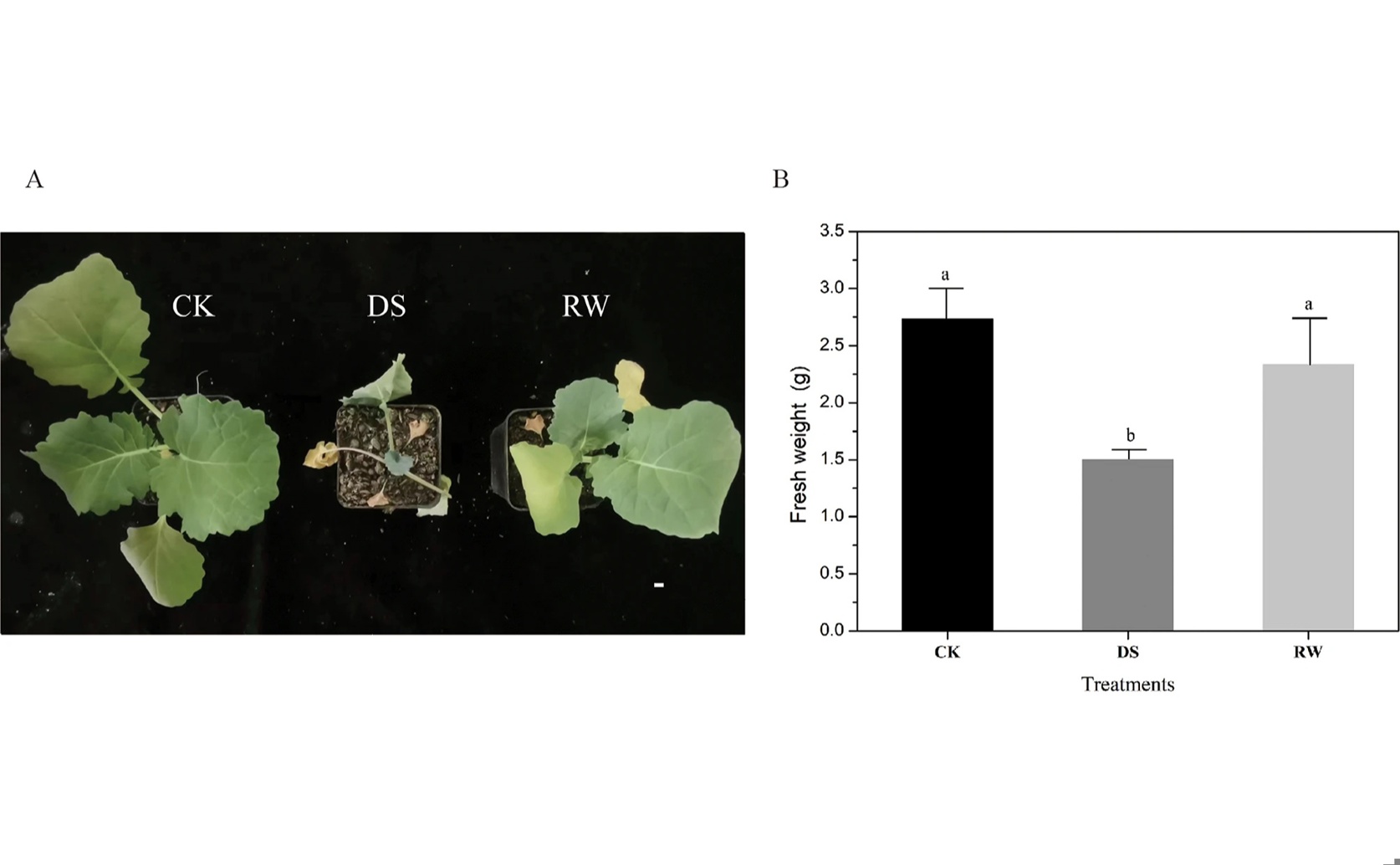 How Long Non-Coding RNAs Help Rapeseed Seedlings Cope with Drought Stress