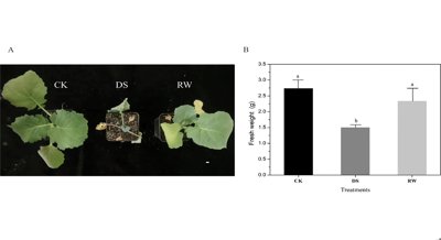 How Long Non-Coding RNAs Help Rapeseed Seedlings Cope with Drought Stress