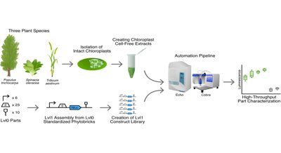 Plant-Based Cell Systems for Quick and Easy Experimentation