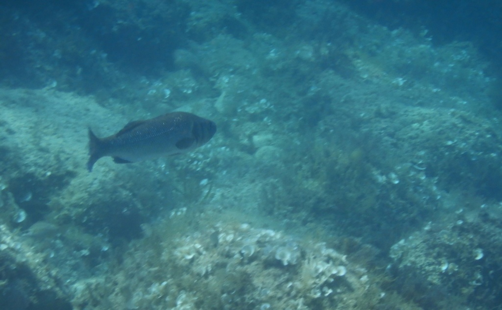 How Birth Year and Size Affect Reproduction in Adult European Sea Bass