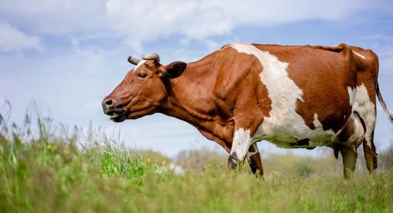 How Dietary Zinc Affects Gut Health in Pregnant Cows and Newborn Calves