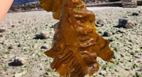 Understanding Recent Breakthroughs in Sugar Kelp Adaptation