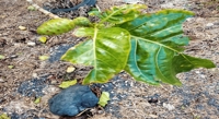 Noni Fruit Boosts Shrimp Defense Against Bacterial Infection