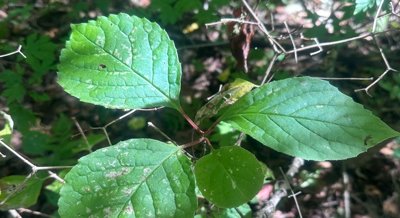 How Schisandra Berry Helps Treat Depression and Nerve Pain: A Scientific Study