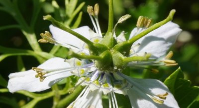Black Seed Oil Nano-Delivery Systems for Fighting Staph Infections