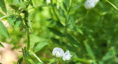 How Beneficial Microbes Help Lentil Plants Thrive in Polluted Soil