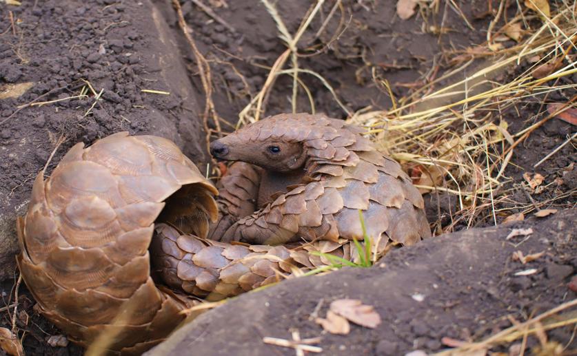 Understanding African Ground Pangolin Behavior Using Motion Sensors