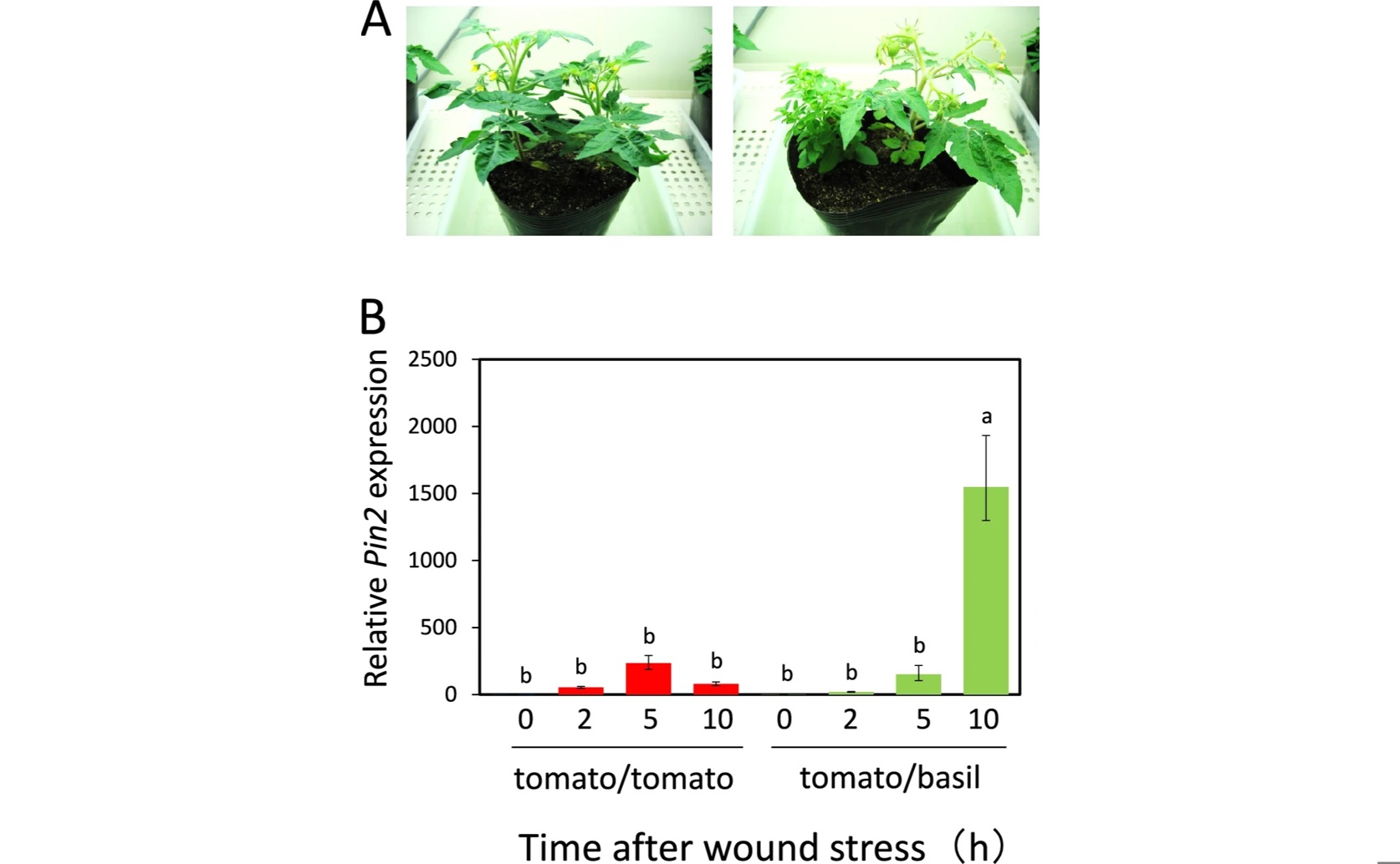 Basil Plants Boost Tomato Healing Through Scent Signals in Mixed Gardens