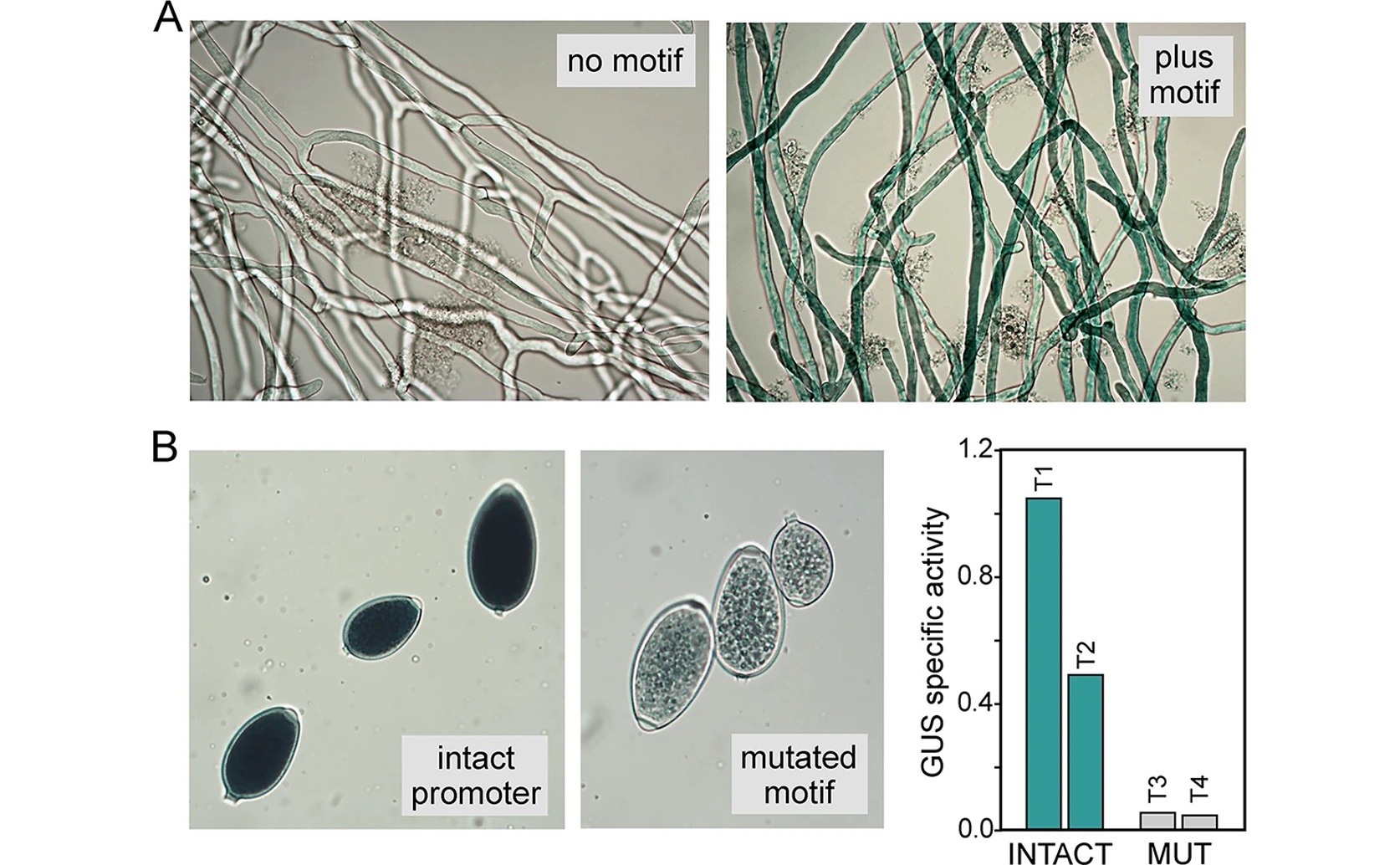 Understanding How Plant Pathogen DNA Binding Predicts Function and Evolution