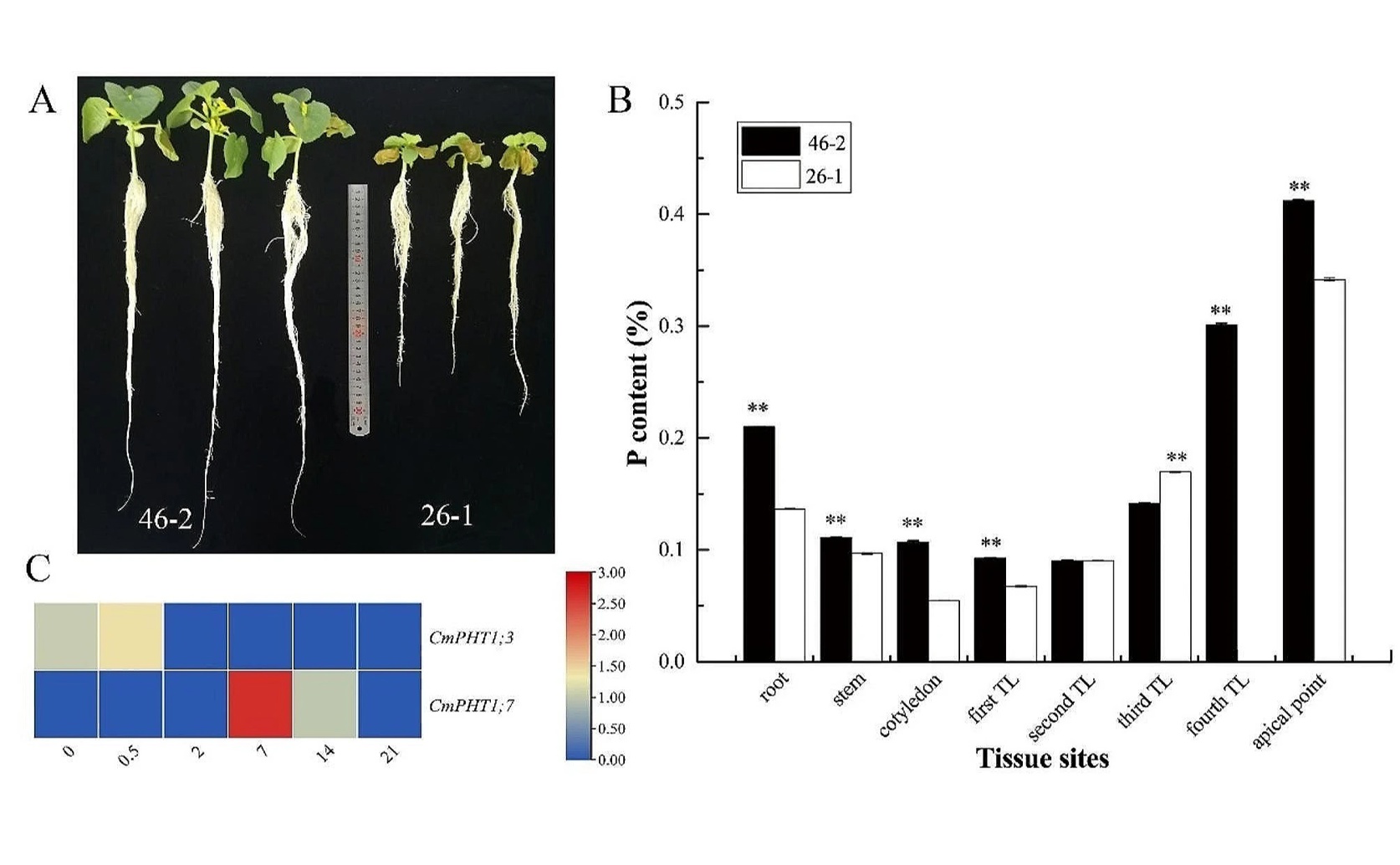 Understanding How Melons Absorb and Manage Phosphate Under Stress Conditions