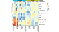 Exploring How Diet Affects Gut Fungi and Host Metabolism