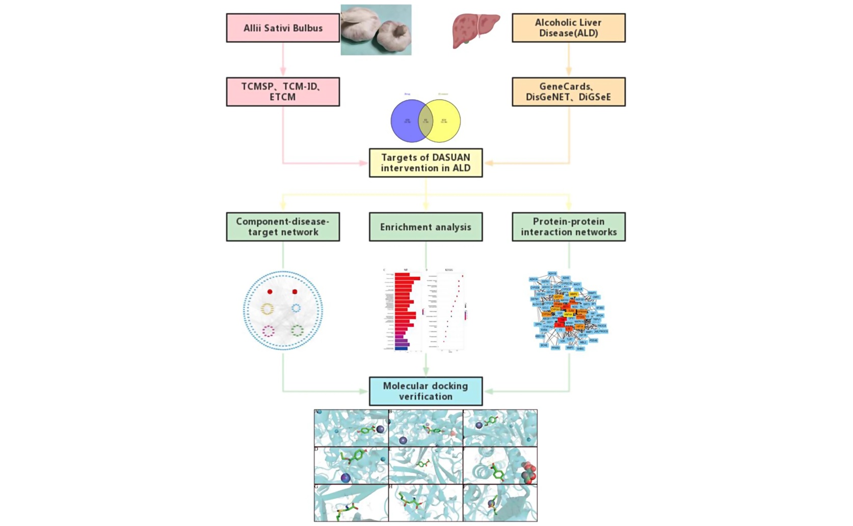 How Garlic Could Help Treat Alcohol-Related Liver Disease: A Comprehensive Study