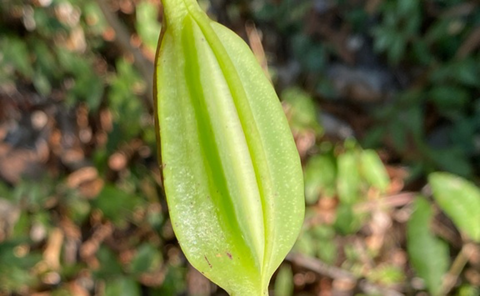 Growing Beautiful Orchids: Cattleya walkeriana investigated